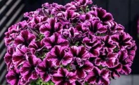 ПЕТУНИЯ GO!Tunia® Cosmic Pink