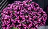 ПЕТУНИЯ GO!Tunia® Cosmic Pink