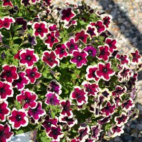 ПЕТУНИЯ GO!Tunia® French Kiss