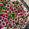 ПЕТУНИЯ GO!Tunia® French Kiss