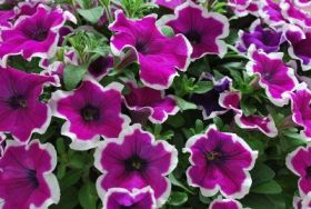 ПЕТУНИЯ Specials Picotee Purple