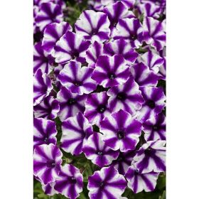 ПЕТУНИЯ Vivini™ Blue Star