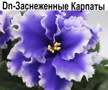 Dn-Заснеженные Карпаты (Денисенко)