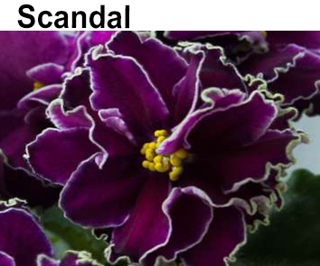 Scandal (LLG/Sorano S.)