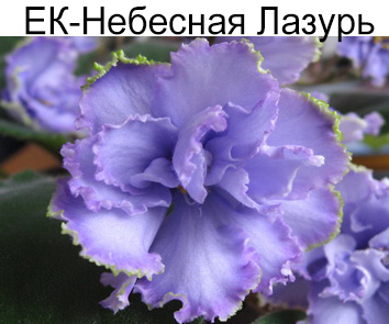 ЕК-Небесная Лазурь (Коршунова)