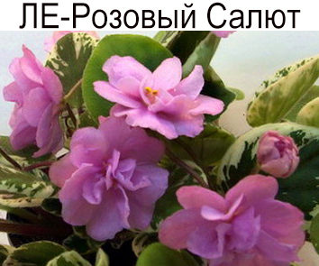 ЛЕ-Розовый Салют (Лебецкая)