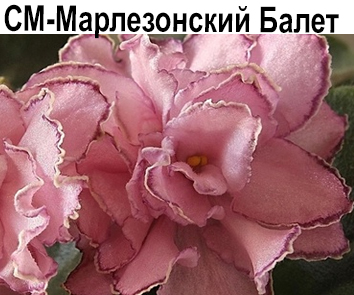 СМ-Марлезонский Балет (сеянец Морева)