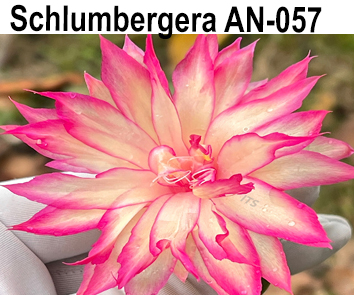 Шлюмбергера AN-057  НОВИНКА