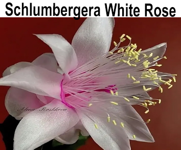 Шлюмбергера White Rose  НОВИНКА