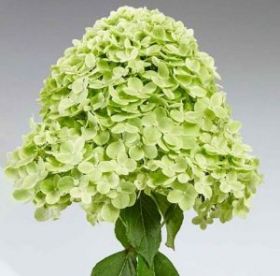 Гортензия метельчатая PANTERA