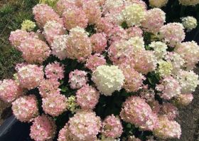 Гортензия метельчатая ФАЕР ЛАЙТ ТИНИ БИТ