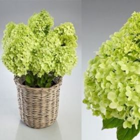 Гортензия метельчатая PANDORA