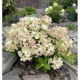 Гортензия метельчатая PANFLORA