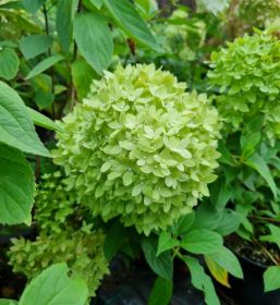 Гортензия метельчатая BEE GREEN