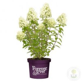 Гортензия метельчатая Forever and ever Lime Green (М-А)