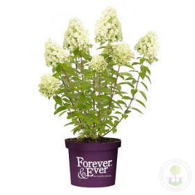 Гортензия метельчатая Forever and ever Lime Green