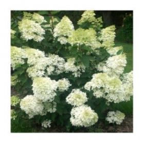 Гортензия метельчатая GRANDIFLORA (М-А)