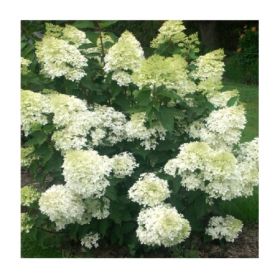 Гортензия метельчатая GRANDIFLORA