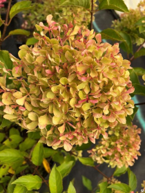Гортензия метельчатая PERLE DE FESTIVAL