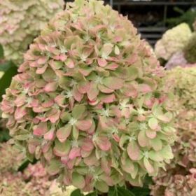 Гортензия метельчатая PIХIO