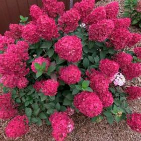 Гортензия метельчатая САМАРСКАЯ ЛИДИЯ