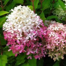 Гортензия метельчатая ROYAL FROWER