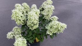 Гортензия метельчатая STAR ROSE