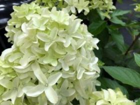 Гортензия метельчатая SKYFALL