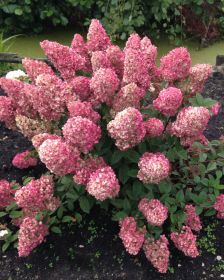 Гортензия метельчатая SUNDAY FRAISE