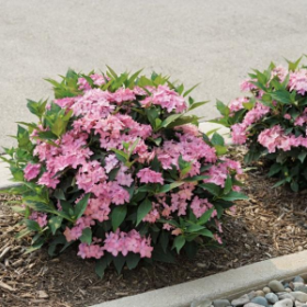 ГОРТЕНЗИЯ ГИБРИДНАЯ ФРОЗЕН СМУЗИ