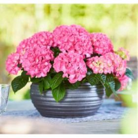 ГОРТЕНЗИЯ КРУПН TABLETENSIA PINK