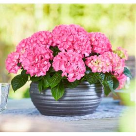 ГОРТЕНЩИЯ КРУПНОЛИСТНАЯ TABLETENSIA PINK