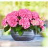 ГОРТЕНЩИЯ КРУПНОЛИСТНАЯ TABLETENSIA PINK