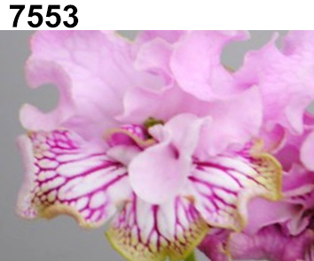 7553 (Клещински)