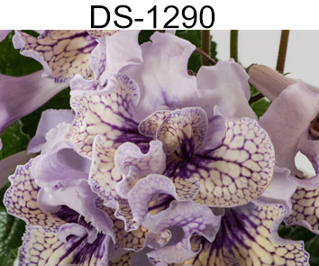 DS-1290 (Диметрис)