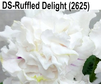 DS-Ruffled Delight (2625) (Диметрис)  НОВИНКА КАТАЛОГА!