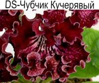 DS-Чубчик Кучерявый