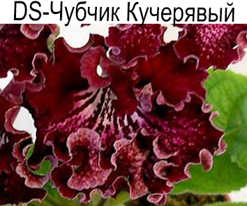 DS-Чубчик Кучерявый (Диметрис)