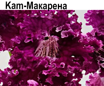 Kam-Макарена (Н. Радошкевич.)  НОВИНКА КАТАЛОГА!