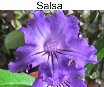 Salsa (Клещински)