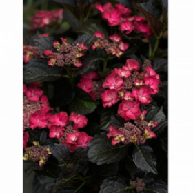 ГОРТЕНЗИЯ КРУПН БЛЭК ДАЙМОНД АФТЕР МИДНАЙТ