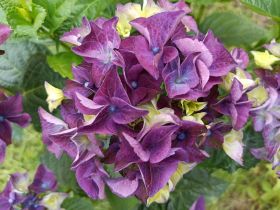 ГОРТЕНЗИЯ КРУПН МАТА ХАРИ