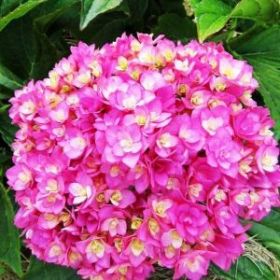 ГОРТЕНЗИЯ КРУПН Ю ЭНД МИ ТУГЕЗЕ