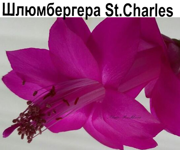 Шлюмбергера St.Charles