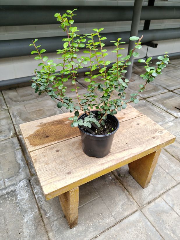 Мирсина африканская – Капский мирт