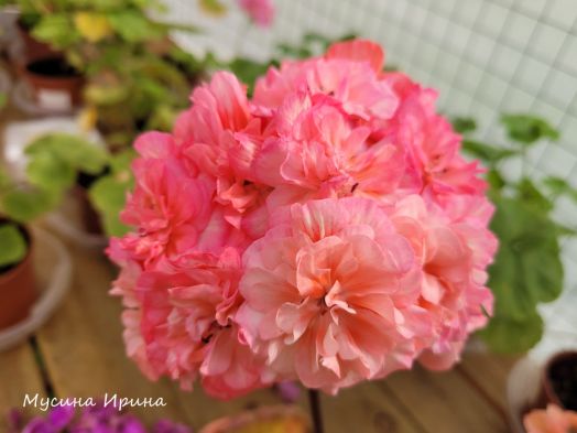 ИВ Столбовая Дворянка № 0388