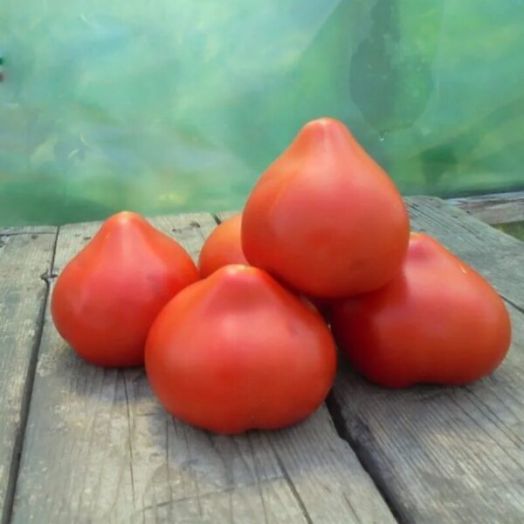 Томат детерминантный Примо Ред F1, 50шт семян