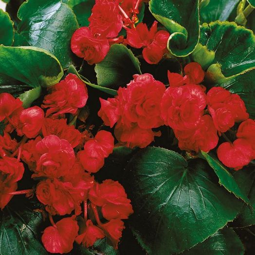 Бегония вечноцветущая махровая (Begonia semperflorens double) Queen Red F1, 25 драже