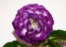 ЕН-Колыбельная Океана (сел.Е.Николаева) Новинка 2025!