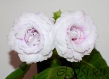 ЕН-Вальс Ангелов (сел.Е.Николаева) Новинка 2024!